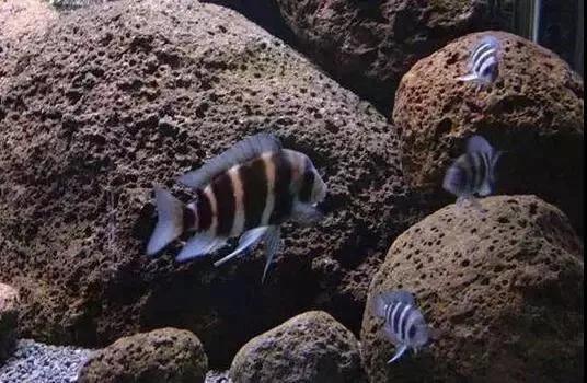 Landscaping volcanic stone in fish tank